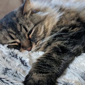 Meet your Posher, Chase